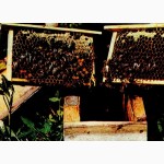 Пчелопакеты, бджолопакети можлива доставка