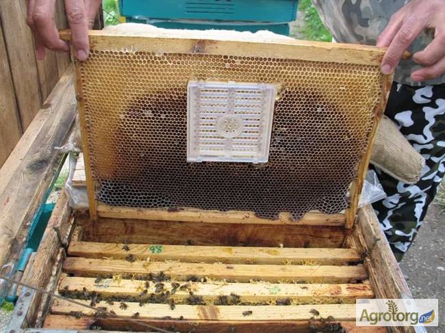 Фото 3. Пчелопакеты, бджолопакети можлива доставка