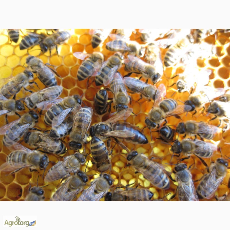 Фото 4. Пчелопакеты, бджолопакети можлива доставка