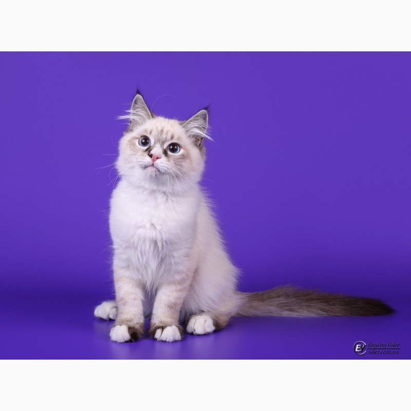 Фото 3. Элитные котята невской маскарадной кошки