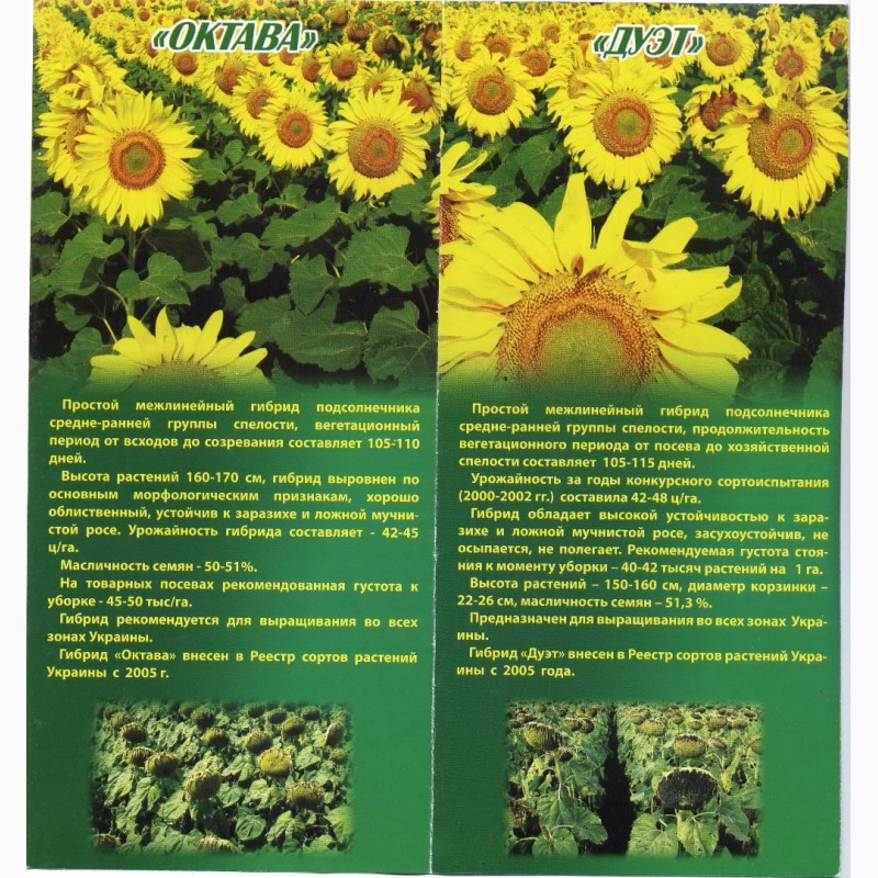 Фото 3. Высокоурожайные семена подсолнуха Октава и Дуэт - Агросемсервис ЮГ Украина