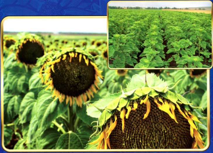 Фото 4. Высокоурожайные семена подсолнуха Октава и Дуэт - Агросемсервис ЮГ Украина