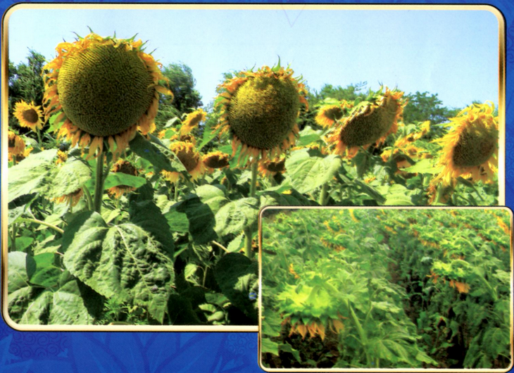 Фото 5. Высокоурожайные семена подсолнуха Октава и Дуэт - Агросемсервис ЮГ Украина