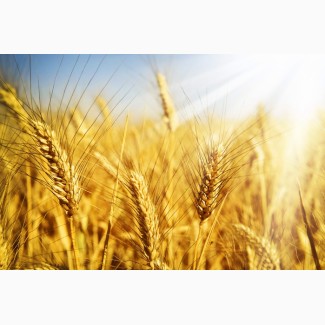 Закуповуємо пшеницю фуражну по Одесській області