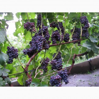 Куплю виноград для личного пользования