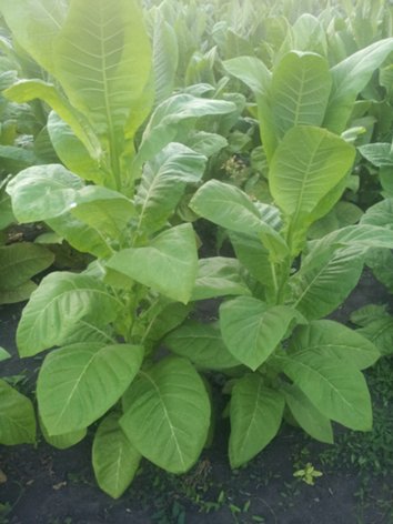 Фото 2. Принимаем заявки на выращивание рассады табака (сорта под заказ)