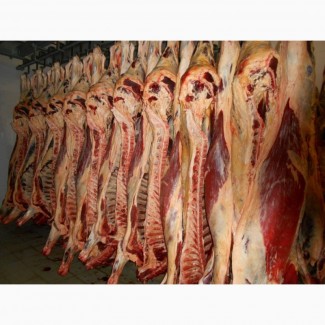 Продаємо м#039;ясо яловичина, напівтуша