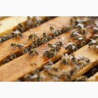 Продам бджоло-сім#039;ї