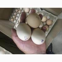 Продам яйцо куриное, перепелиное и меланж