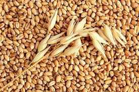 Фото 2. Закупка пшеницы. Опт. Самовывоз
