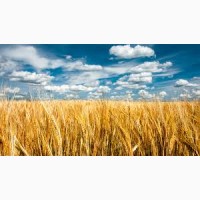 Покупаем Пшеницу.Новый урожай