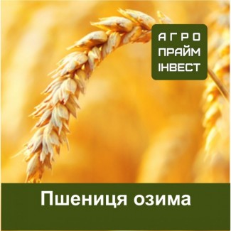 Пшениця озима сертифікована