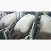Свиноматка Продам