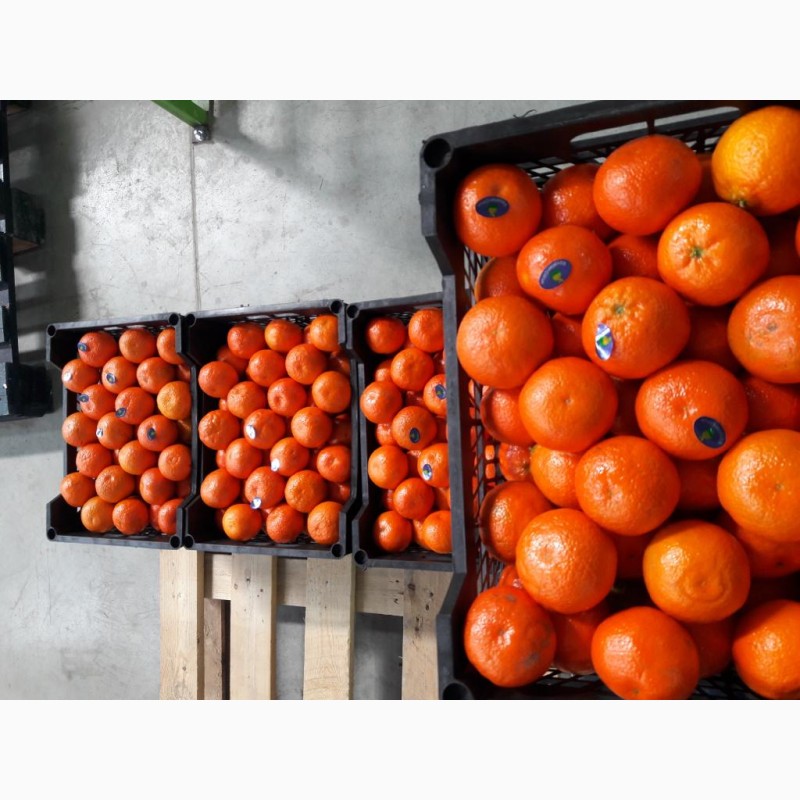 Фото 2. Продам апельсины, мандарины и грейпфрут От Египетского поставщика
