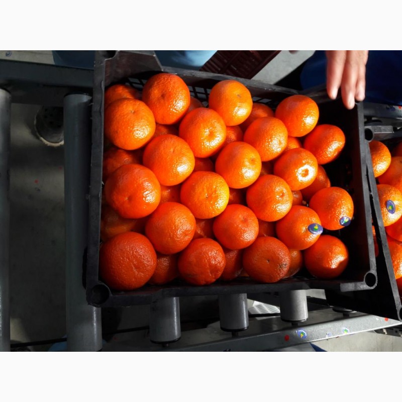 Фото 3. Продам апельсины, мандарины и грейпфрут От Египетского поставщика