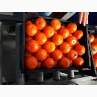 Продам апельсины, мандарины и грейпфрут От Египетского поставщика