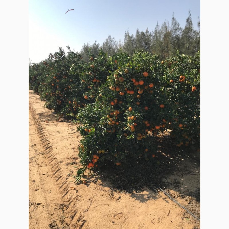 Фото 4. Продам апельсины, мандарины и грейпфрут От Египетского поставщика