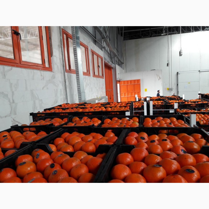 Фото 9. Продам апельсины, мандарины и грейпфрут От Египетского поставщика