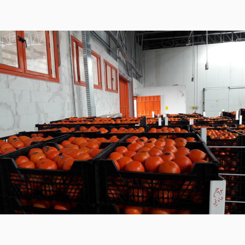 Фото 11. Продам апельсины, мандарины и грейпфрут От Египетского поставщика