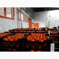 Продам апельсины, мандарины и грейпфрут От Египетского поставщика