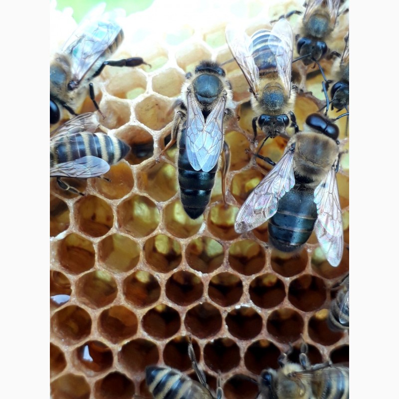 Фото 9. Пропоную ПЛІДНІ бджоломатки Карпатки чистопородні, високопродуктивні по хорошій ціні