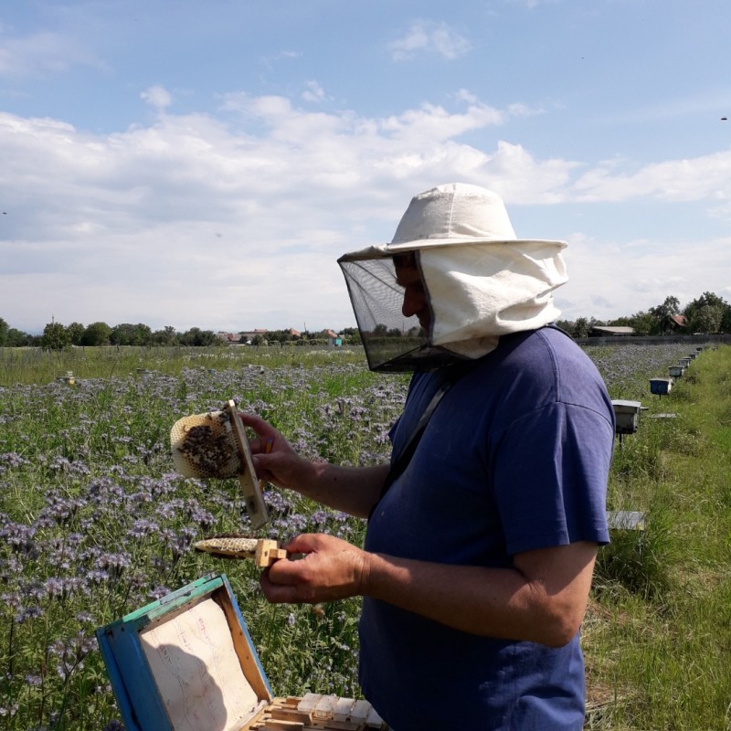 Фото 2. Пропоную ПЛІДНІ бджоломатки Карпатки чистопородні, високопродуктивні по хорошій ціні