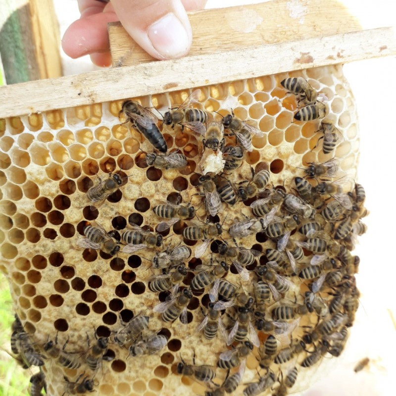 Фото 3. Пропоную ПЛІДНІ бджоломатки Карпатки чистопородні, високопродуктивні по хорошій ціні