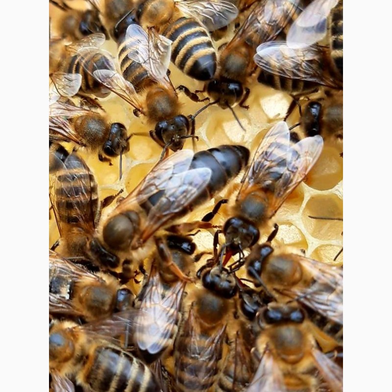 Фото 10. Пропоную ПЛІДНІ бджоломатки Карпатки чистопородні, високопродуктивні по хорошій ціні