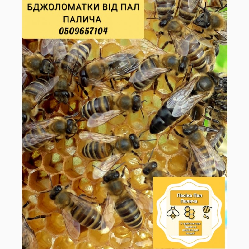 Пропоную ПЛІДНІ бджоломатки Карпатки чистопородні, високопродуктивні по хорошій ціні