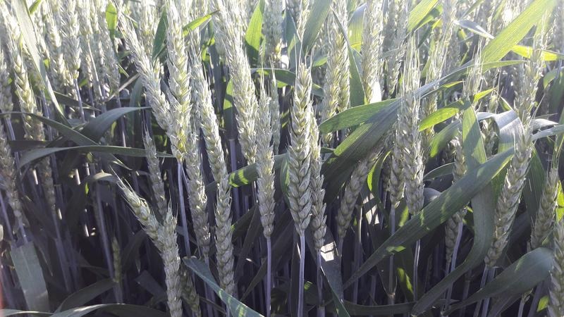 Фото 2. Продам посівний матеріал озимої пшениці «Мескаль
