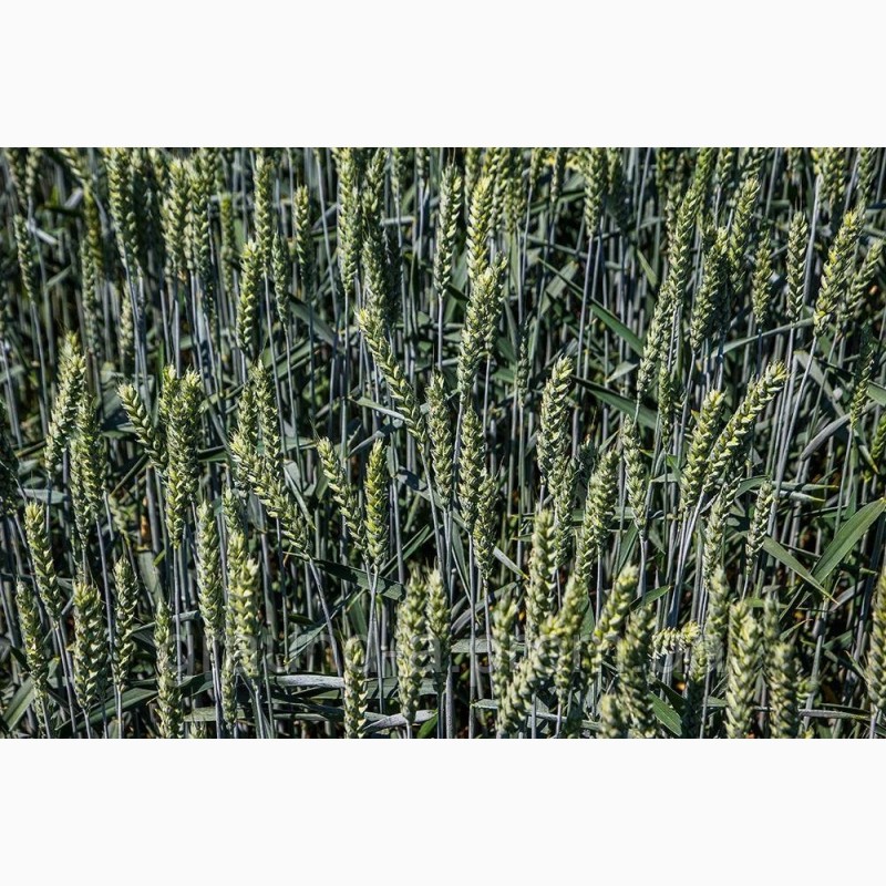 Фото 3. Продам посівний матеріал озимої пшениці «Мескаль