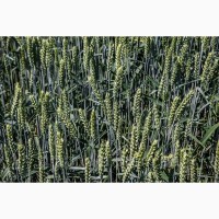 Продам посівний матеріал озимої пшениці «Мескаль