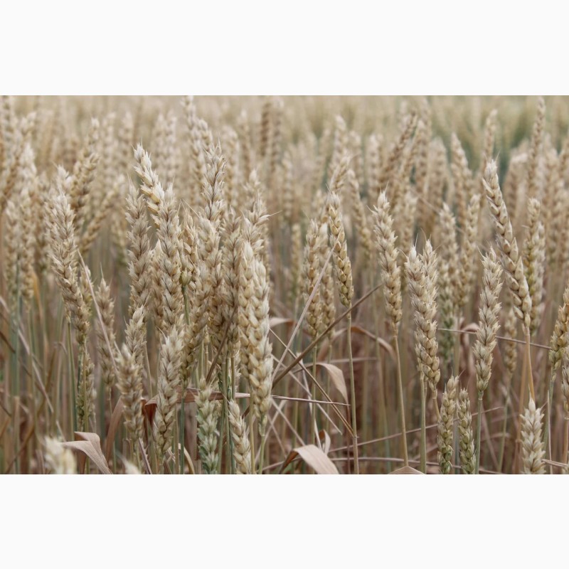 Фото 4. Продам посівний матеріал озимої пшениці «Мескаль