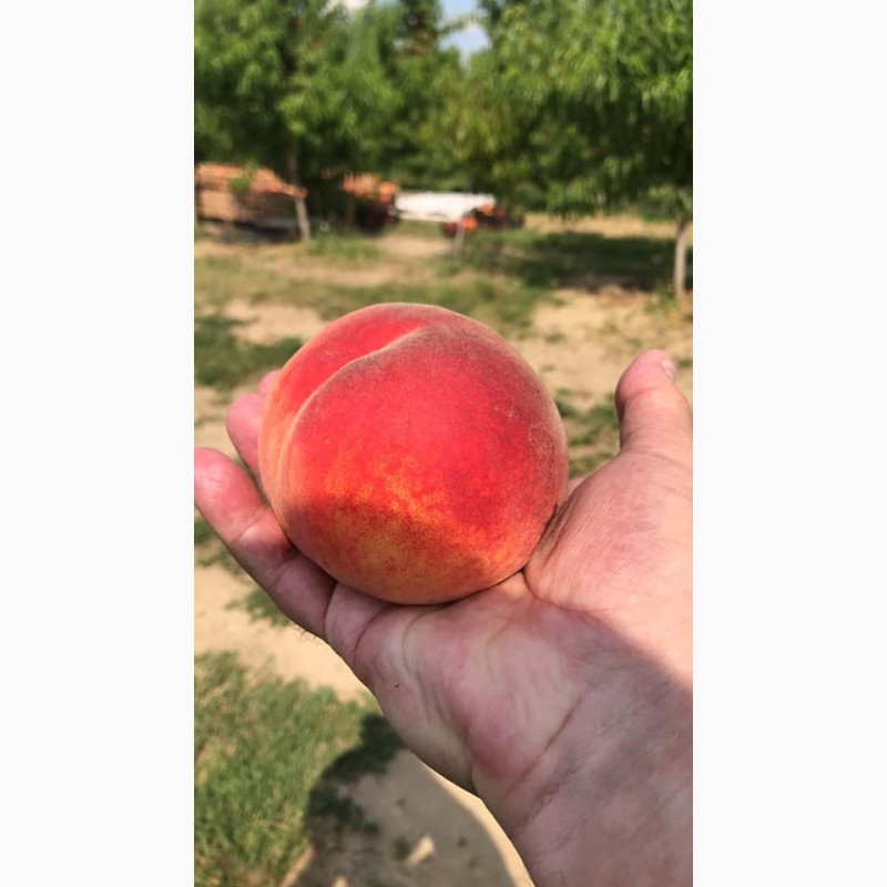 Фото 2. Оптовий продаж персиків з власного саду