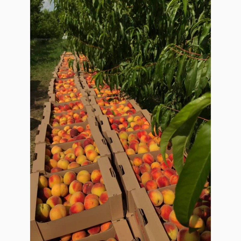 Фото 3. Оптовий продаж персиків з власного саду