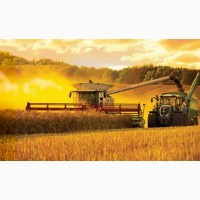 Закупаем зерновые культуры крупным оптом по територии Украины