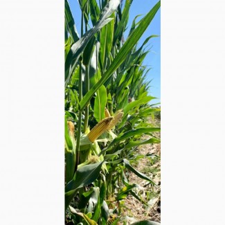 Семена кукурузы ДН Страйд (ФАО 230). Урожай 2020