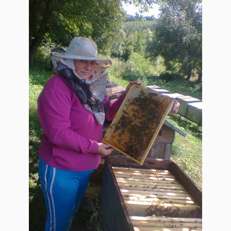 Фото 2. Продам бджолопакети 300шт. і бджолосім#039;ї 100шт