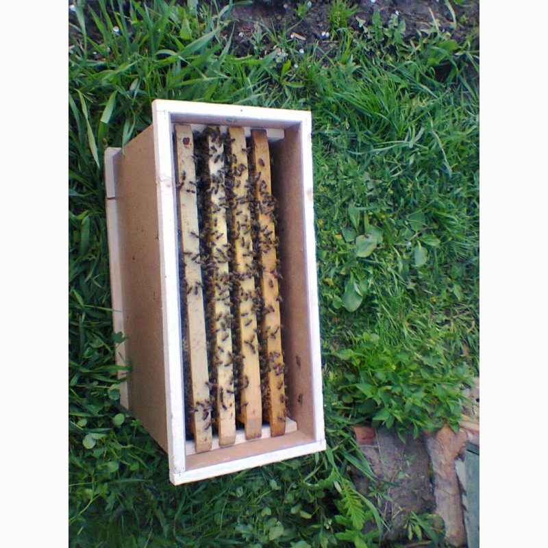 Фото 3. Продам бджолопакети 300шт. і бджолосім#039;ї 100шт
