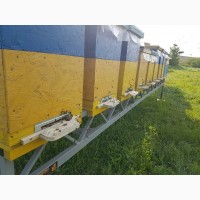Продам Бджолосім`ї (Карніка, Бакфаст) 100 шт
