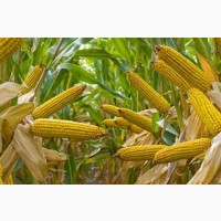 Насіннєва Компанія ГРАН вирощує та реалізує посівний матерал соняшника та кукурудзи