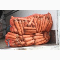 Продажа Моркови от производителя