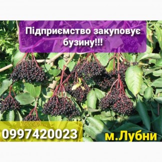 Закуповуємо в м.Лубни свіжу бузину урожаю 2021 року. Приймаємо бузину в китицях, Лубны