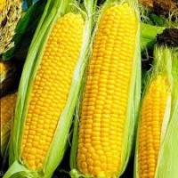 Куплю кукурузу нового урожая