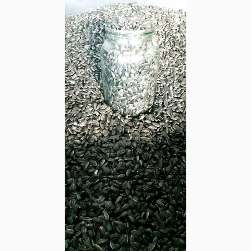 Фото 2. Продам насіння соняшника кондитерського каліброване