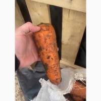 Продам морковь на корейку