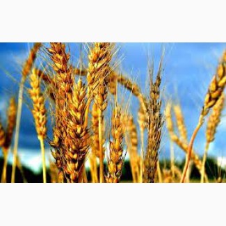 Продам пшеницю 3 клас Вінницька обл, Калинівка