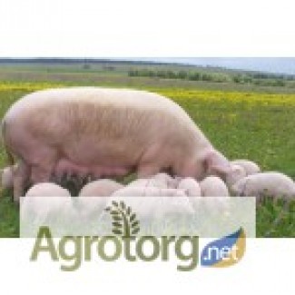 Продам свиней живым весом в пгт.нижнегорский