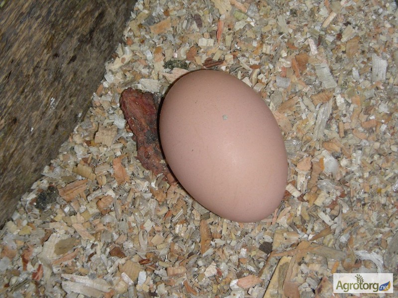 Фото 4. Продам яйцо инкубационное плимутрока белого
