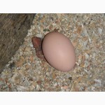 Продам яйцо инкубационное плимутрока белого